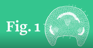 A green graphic with text "Fig.1"