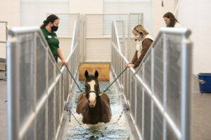 A horse on a water treadmill flanked by two metal gates. Three CSU Spur employees observe behind the gates.